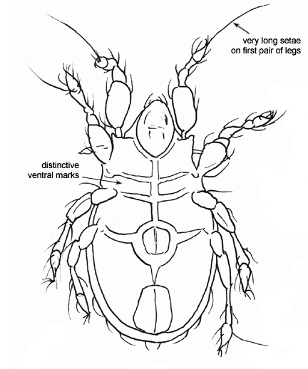 Drawing of R5 (ventral)