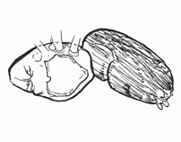 Drawing of S5 (ventral)