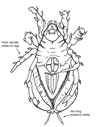 Drawing of S6 (ventral)