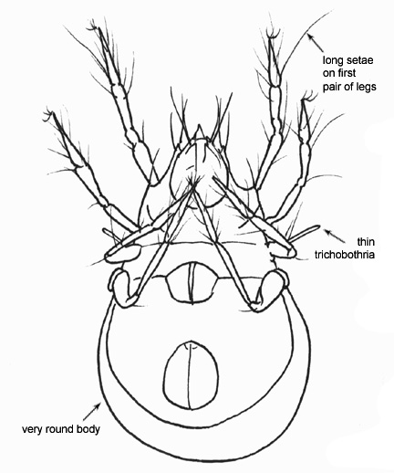 Drawing of T1 (ventral)