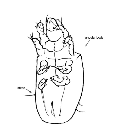Drawing of T3 (ventral)