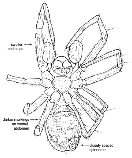 Drawing of T (ventral)