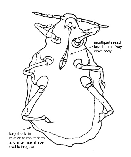 Drawing of U5 (ventral)