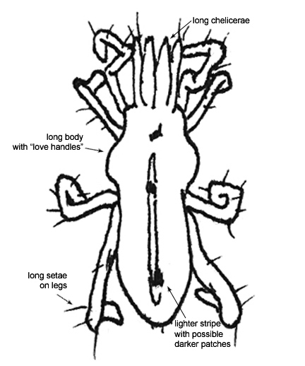 Drawing of V4 (dorsal)