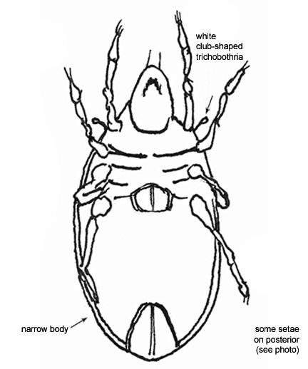 Drawing of W3 (ventral)