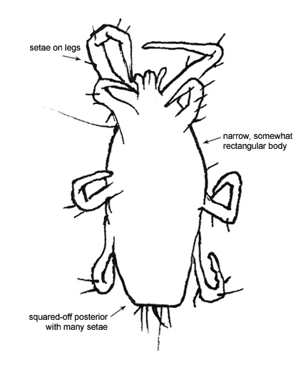 Drawing of X2 (ventral)