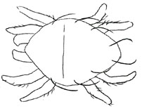 Drawing of XA1 (dorsal)