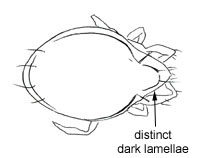 Drawing of XA4 (dorsal)