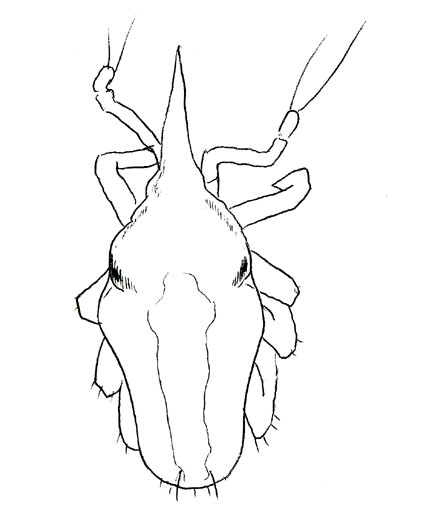 Drawing of XA5 (dorsal)