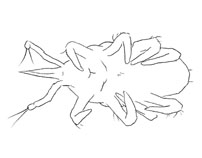 Drawing of XA5 (ventral)