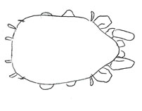 Drawing of XA7 (dorsal)