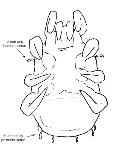 Drawing of XA7 (ventral)
