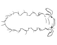 Drawing of XA8 (dorsal)