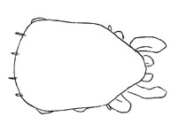Drawing of XA9 (dorsal)