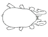 Drawing of XB2 (dorsal)