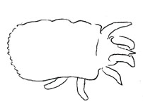 Drawing of XB3 (dorsal)