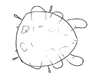 Drawing of XB4 (dorsal)