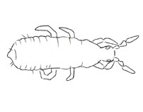 Drawing of XB5 (dorsal)
