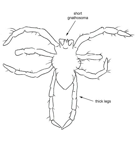 Drawing of XB8 (dorsal)