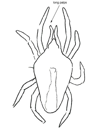 Drawing of XC2 (dorsal)