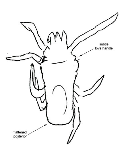Drawing of XC3 (dorsal)