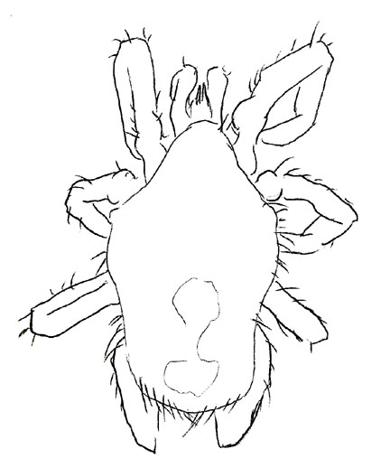 Drawing of XC6 (dorsal)