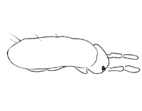 Drawing of XC8 (dorsal)