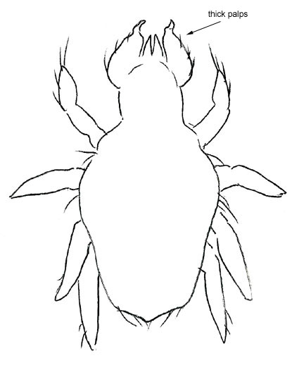 Drawing of XC9 (dorsal)