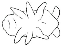Drawing of XD2 (ventral)