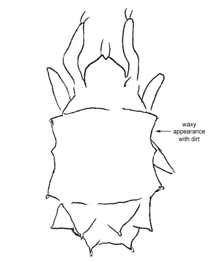 Drawing of XD9 (dorsal)