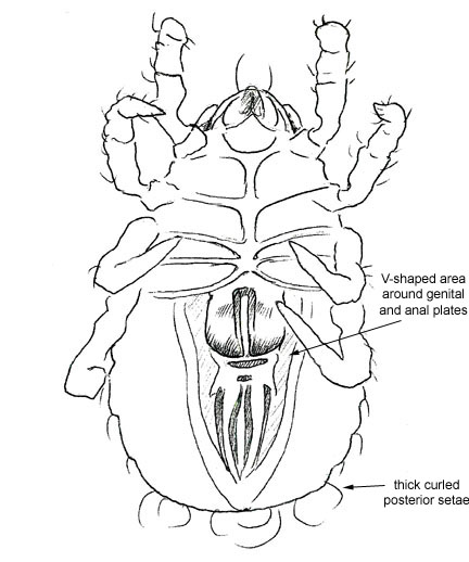 Drawing of XE1 (ventral)