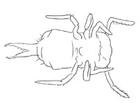 Drawing of XE3 (ventral)