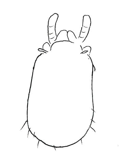 Drawing of XE4 (dorsal)