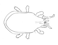 Drawing of XE7 (dorsal)