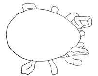 Drawing of XE8 (dorsal)
