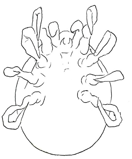Drawing of XE8 (ventral)