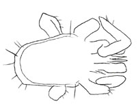 Drawing of XF1 (dorsal)