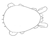 Drawing of XF2 (dorsal)