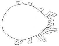 Drawing of XF3 (dorsal)