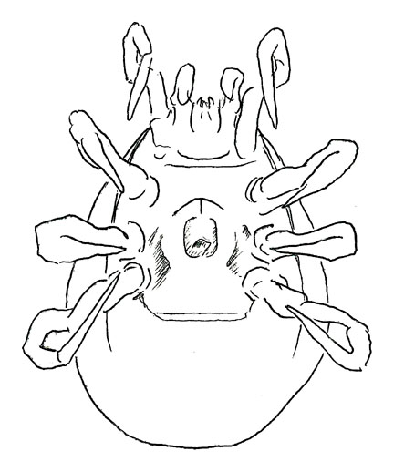Drawing of XF3 (ventral)