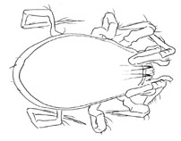 Drawing of XF4 (dorsal)