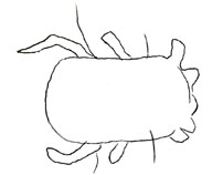 Drawing of XF5 (dorsal)