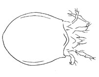 Drawing of XF6 (dorsal)