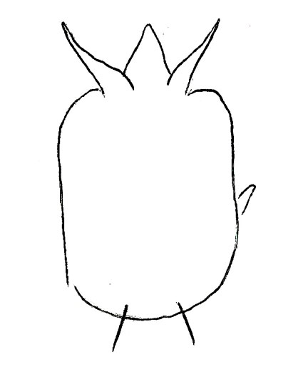 Drawing of XG2 (dorsal)