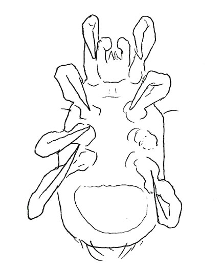 Drawing of XG6 (ventral)