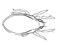 Drawing of XG9 (dorsal)