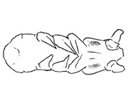 Drawing of XH3 (ventral)