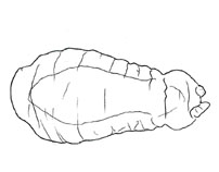 Drawing of XH4 (dorsal)