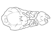 Drawing of XH4 (ventral)