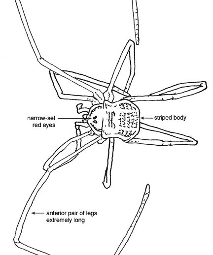 Drawing of Y2 (dorsal)